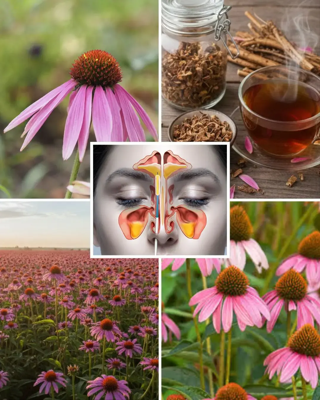 อธิบายประโยชน์ การใช้ และการเยียวยาธรรมชาติของ Coneflower (Echinacea)