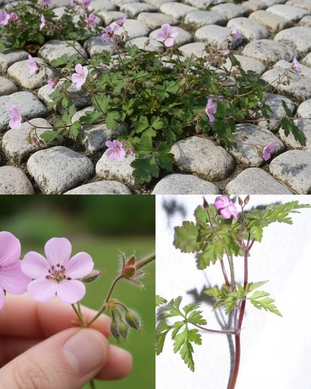 สมุนไพร Robert (เจอเรเนียม robertianum): พืชป่าตัวน้อยที่มีพลังอันน่าประหลาดใจ